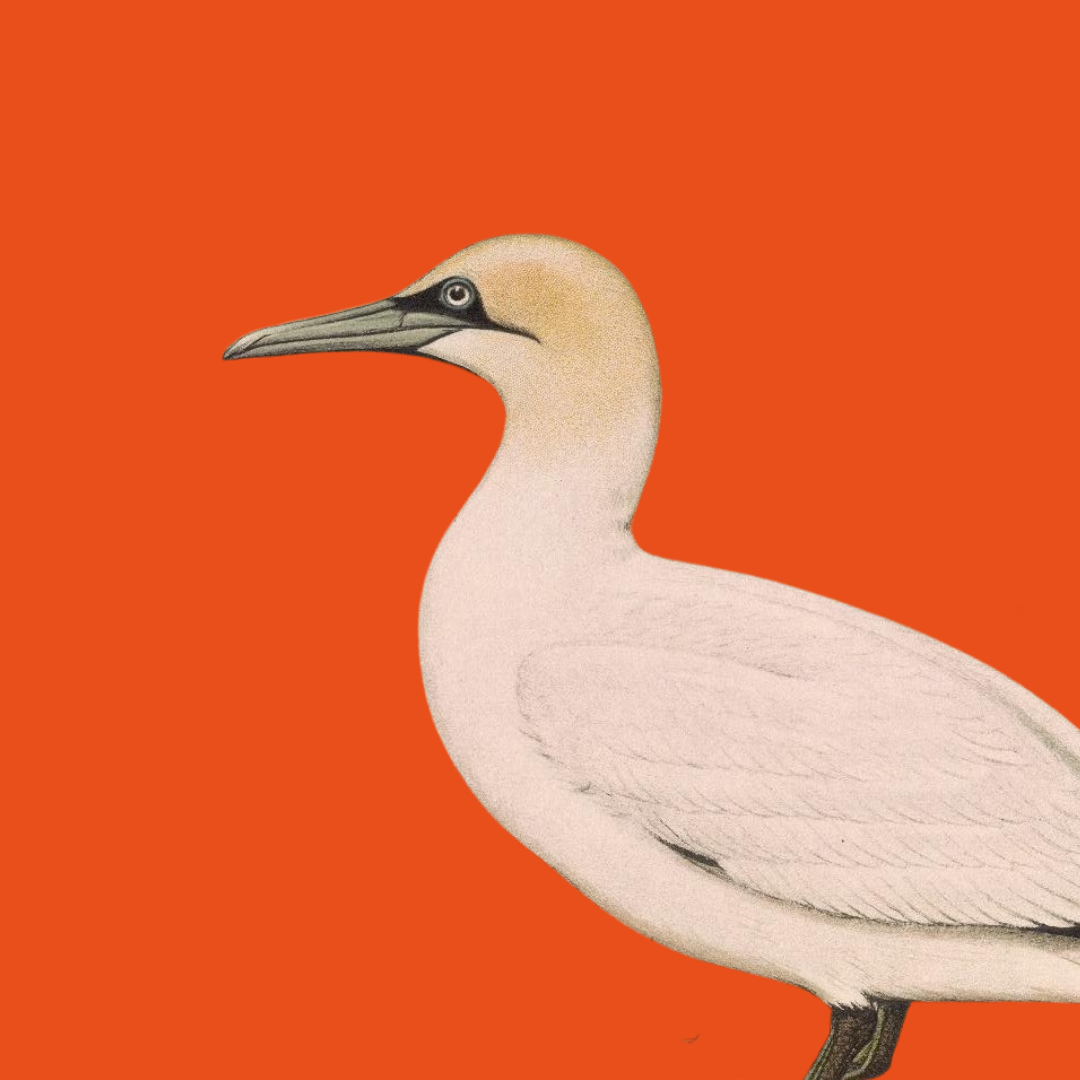 Being in Nature - Gannet illustration