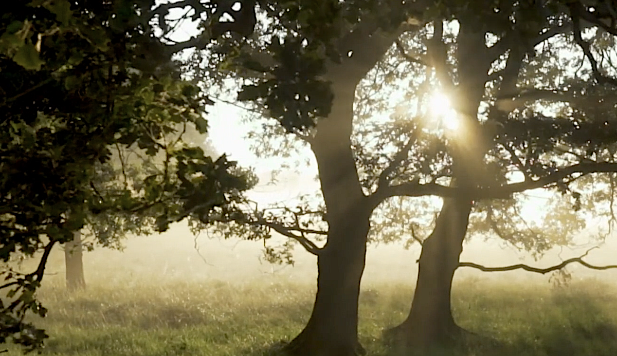 Trees and sunlight from movie by Matthias Groeneveld
